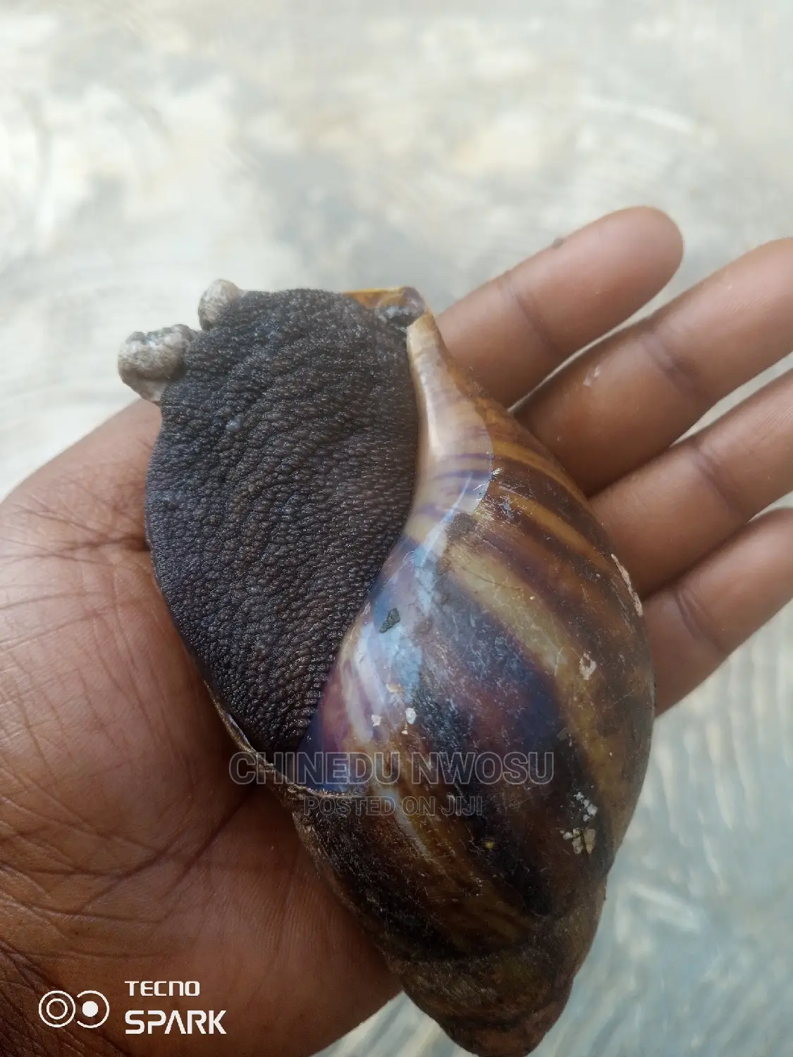 Breeders Snail And Medium Sized Snails