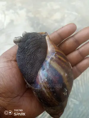Breeders Snail And Medium Sized Snails