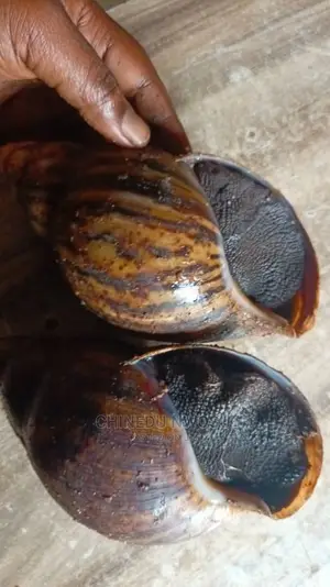 Jumbo Snails