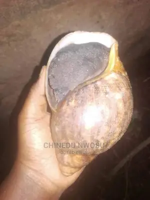 Jumbo Snails