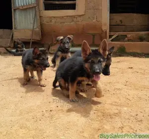 1-3 months Female Purebred German Shepherd