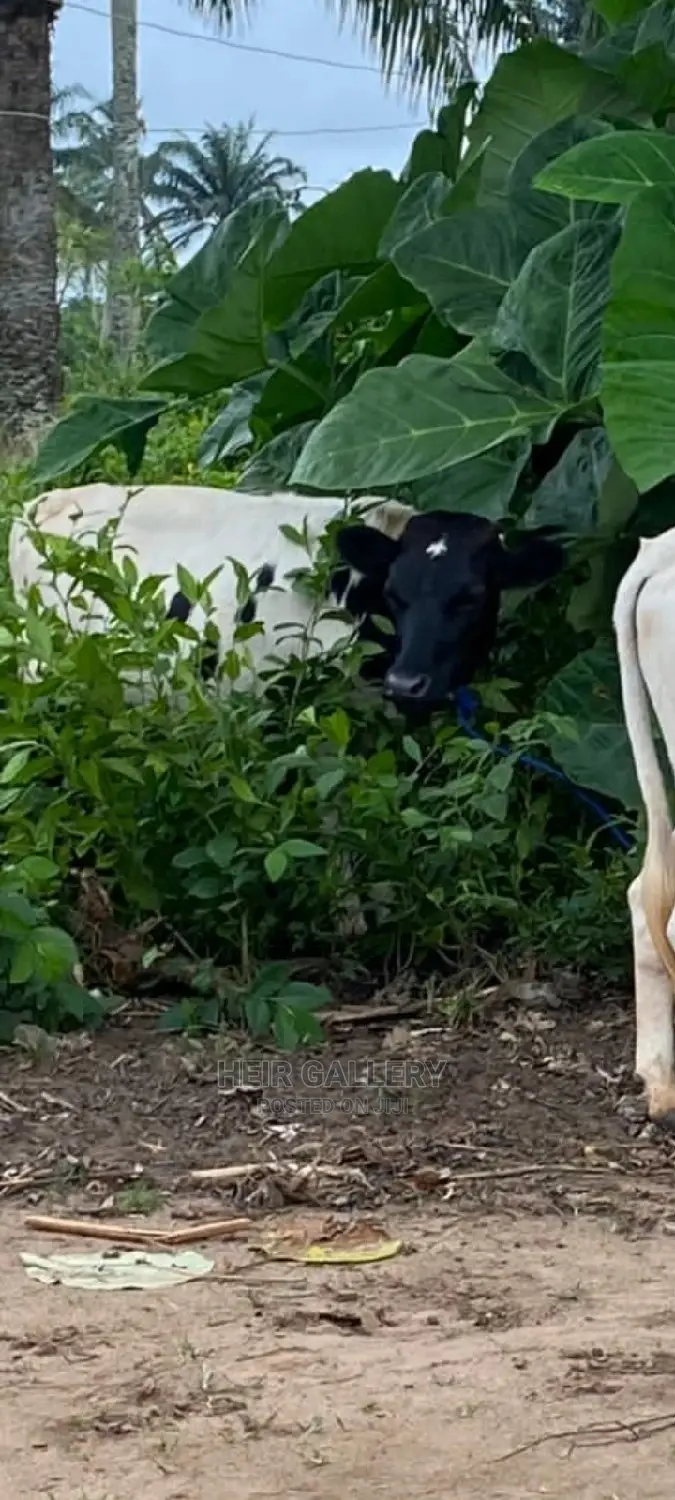 Native Goats,Rams,Native Dwarf Cow,Chickens,Dogs.