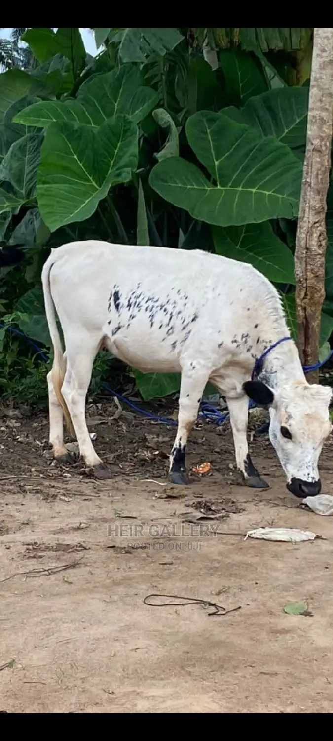 Native Goats,Rams,Native Dwarf Cow,Chickens,Dogs.