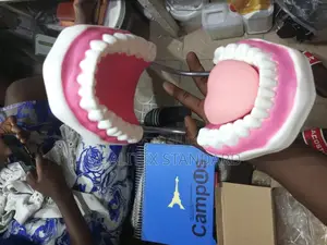 Dental Tooth Model