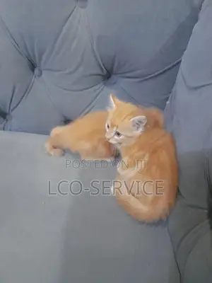 1-3 months Female Purebred American Shorthair