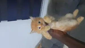 1-3 months Male Purebred American Shorthair
