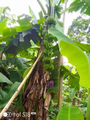 Hybrid Banana/Plantain Sucker for Sale