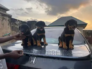 1-3 months Female Purebred Rottweiler