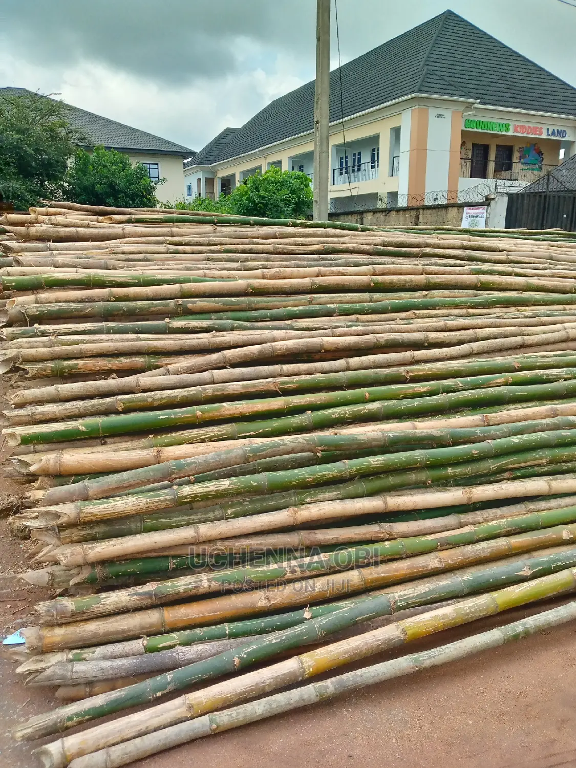 Bamboo For Sale