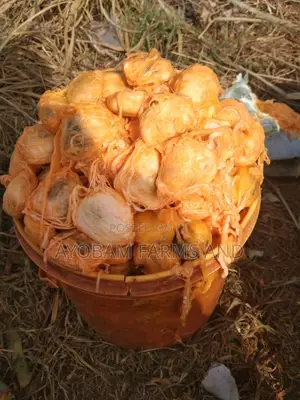 Ugwu Seeds Available for Sale