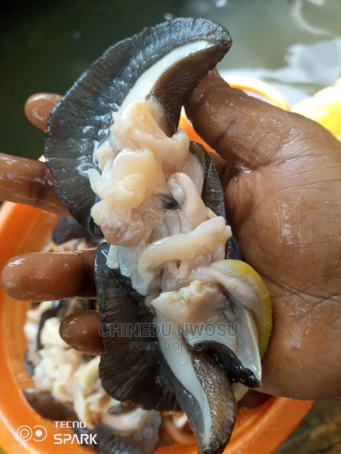 Jumbo Snails