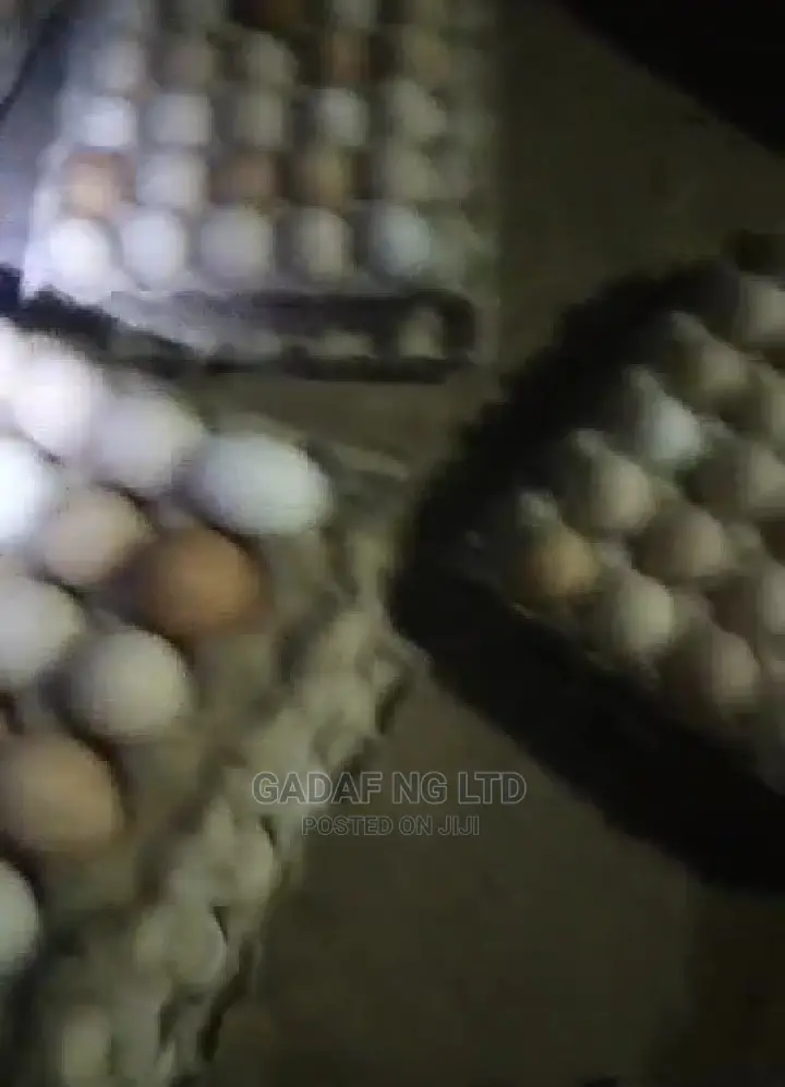 Eggs for Sell, in Large Quantity