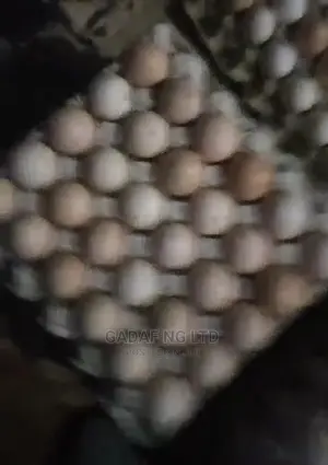 Eggs for Sell, in Large Quantity