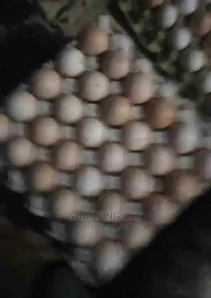 Eggs for Sell, in Large Quantity