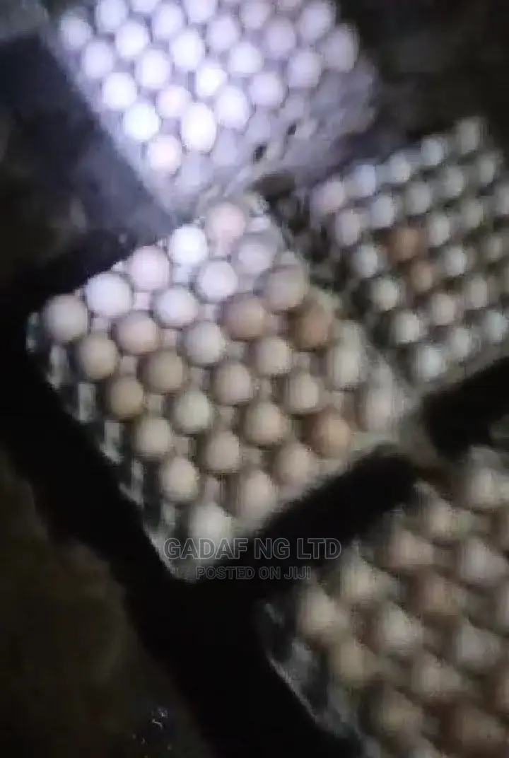 Eggs for Sell, in Large Quantity
