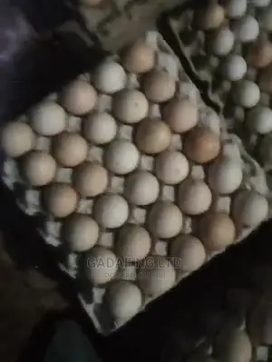 Eggs for Sell, in Large Quantity