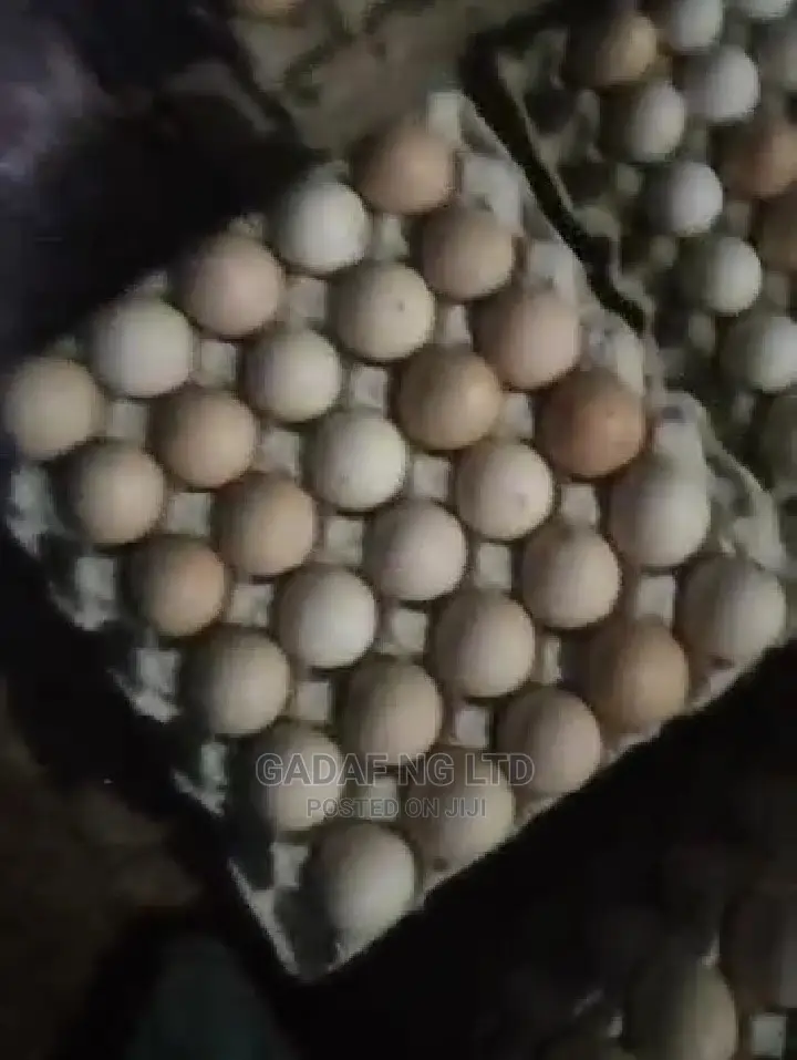 Eggs for Sell, in Large Quantity