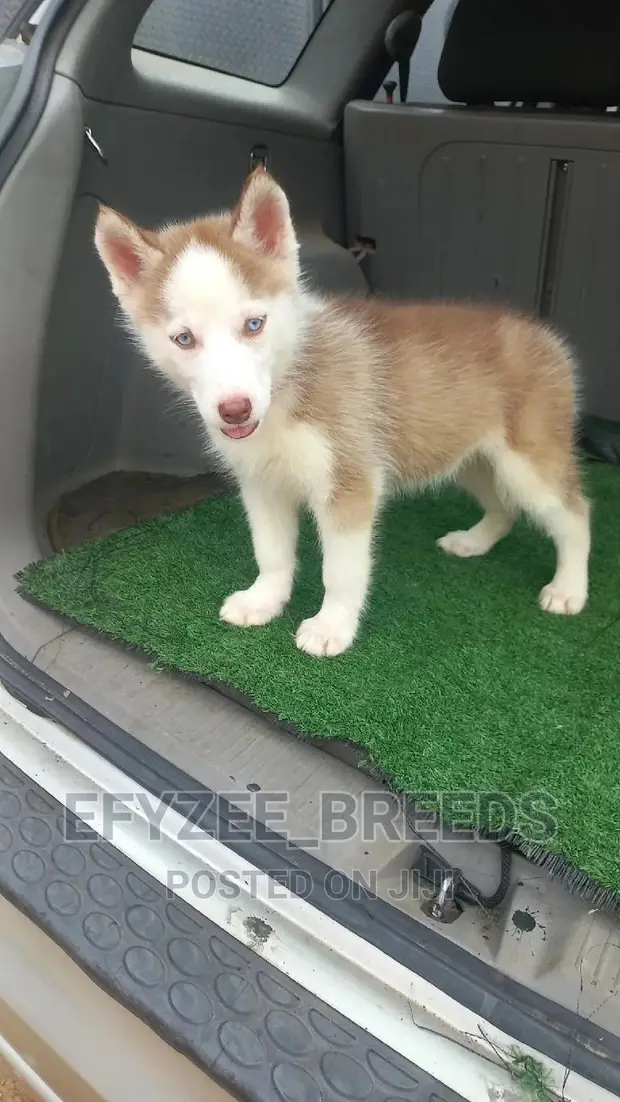 Month Old Husky Size 1-3 Months Female Purebred Siberian Husky In