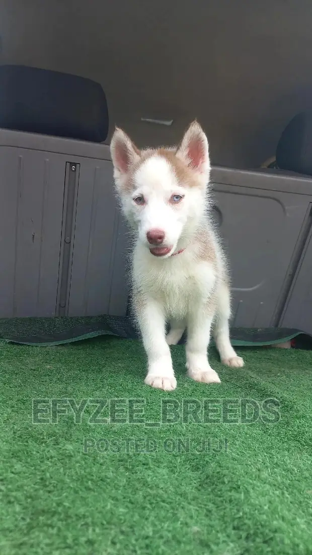 Philippines Female Husky Price 1-3 Months Female Purebred Siberian - Main Image