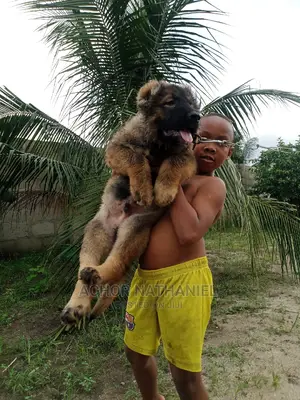 1-3 months Male Purebred Caucasian Shepherd