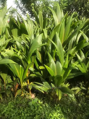 Coconut Start Fruits by 3 Years