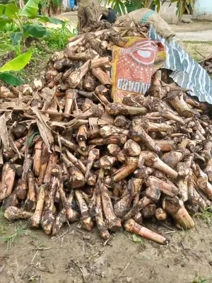 Plantain Sucker