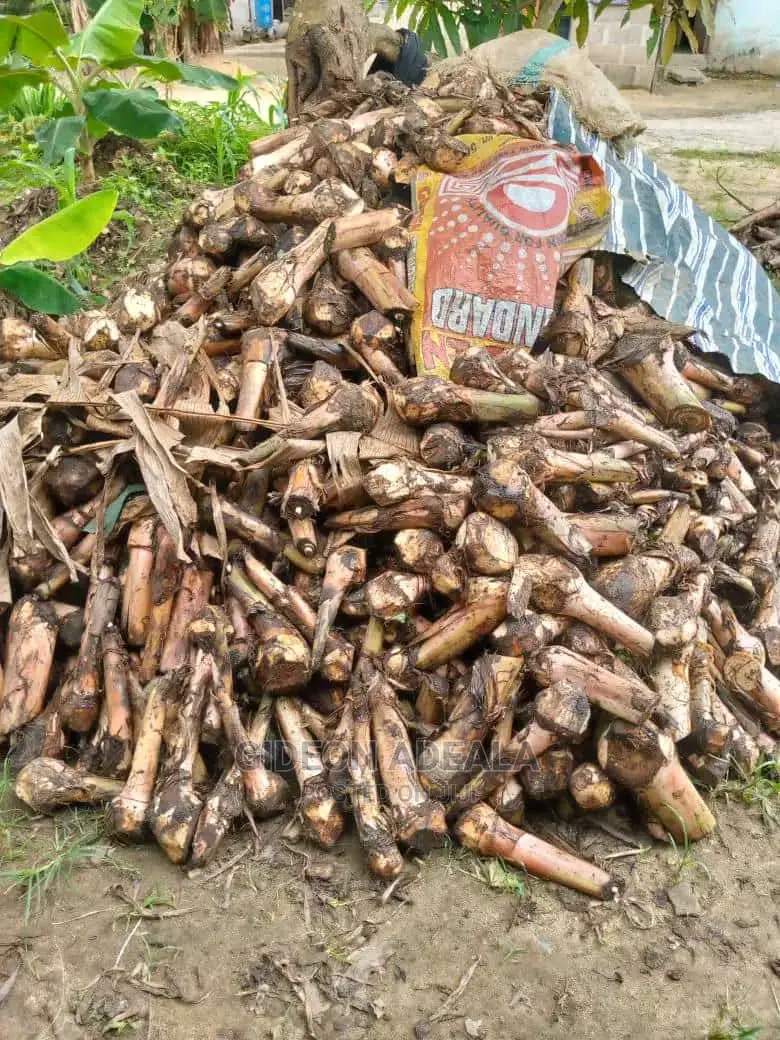 Plantain Sucker