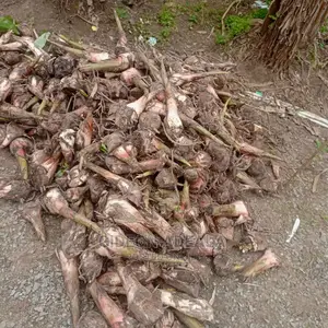 Plantain Sucker