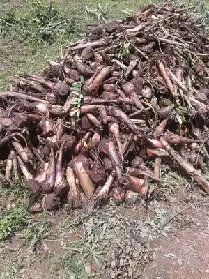 Plantain Sucker