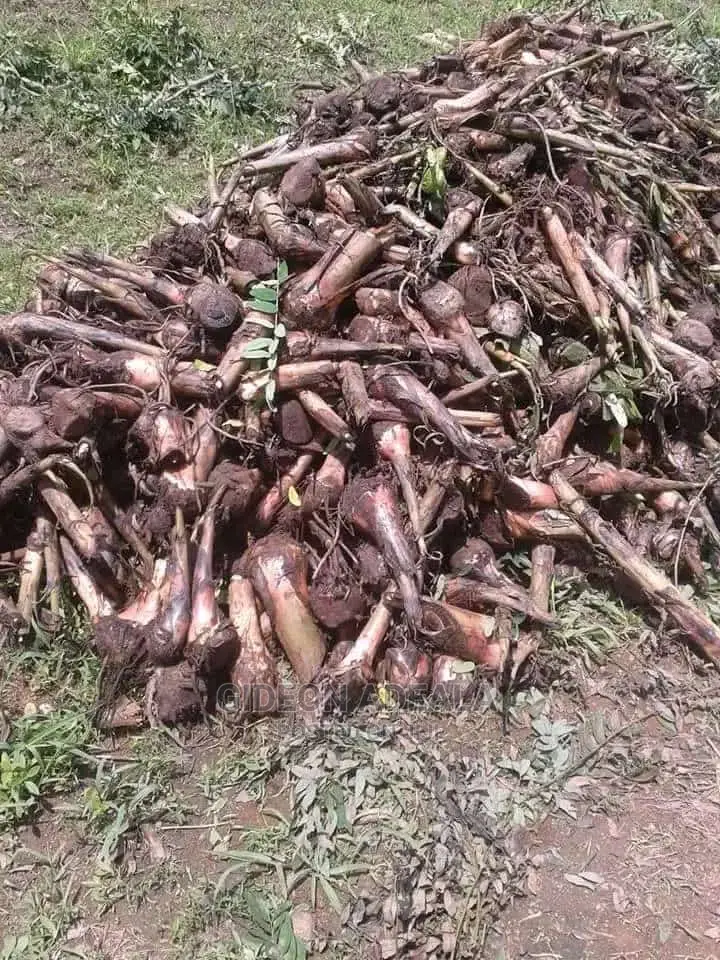 Plantain Sucker