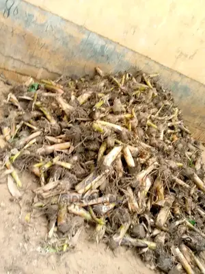 Plantain Sucker