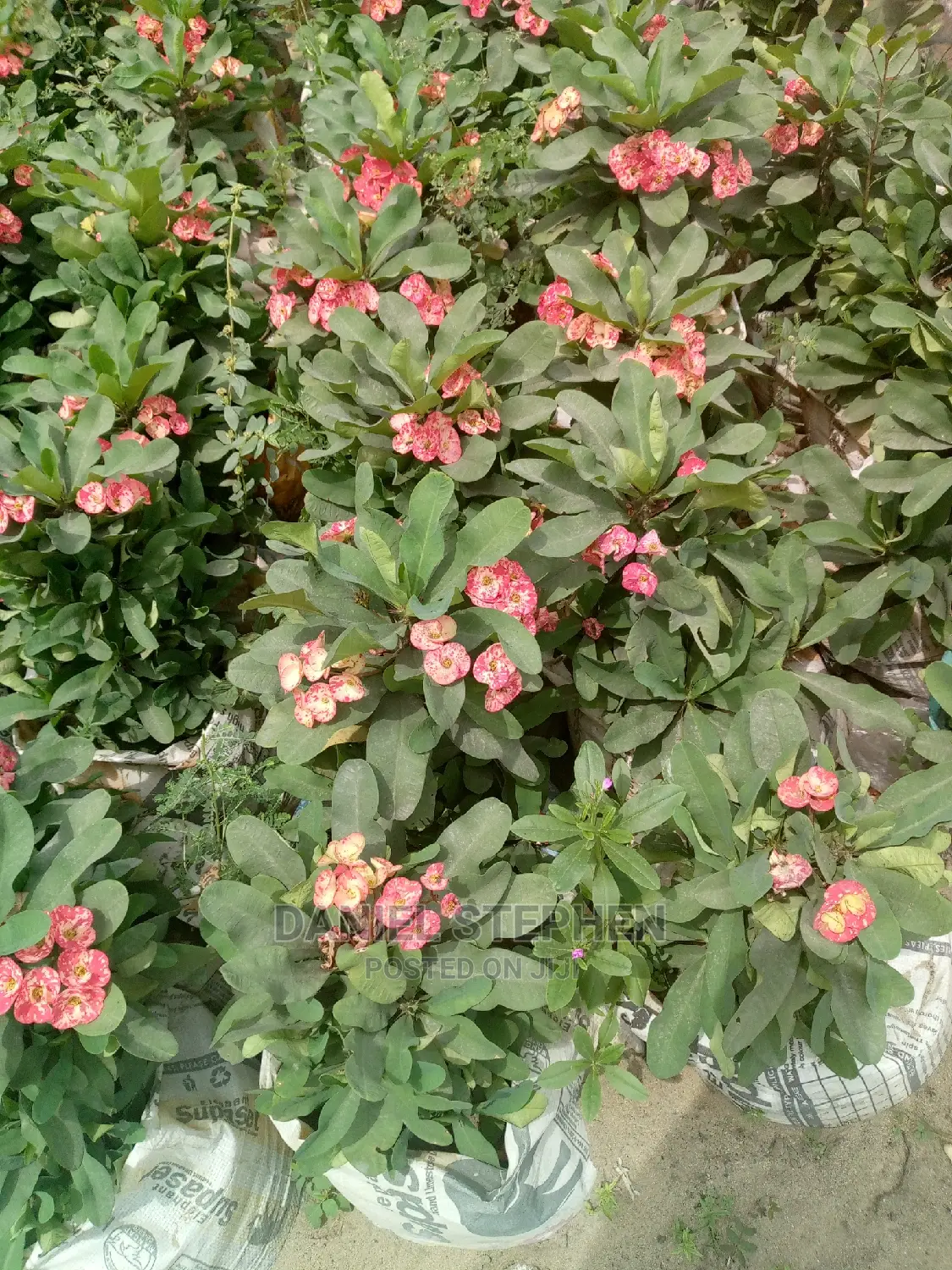 Red Crown of Thorns for Sell