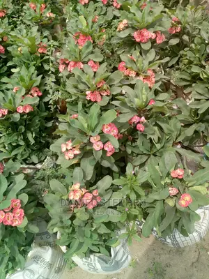 Red Crown of Thorns for Sell