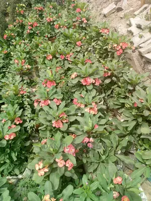 Red Crown of Thorns for Sell