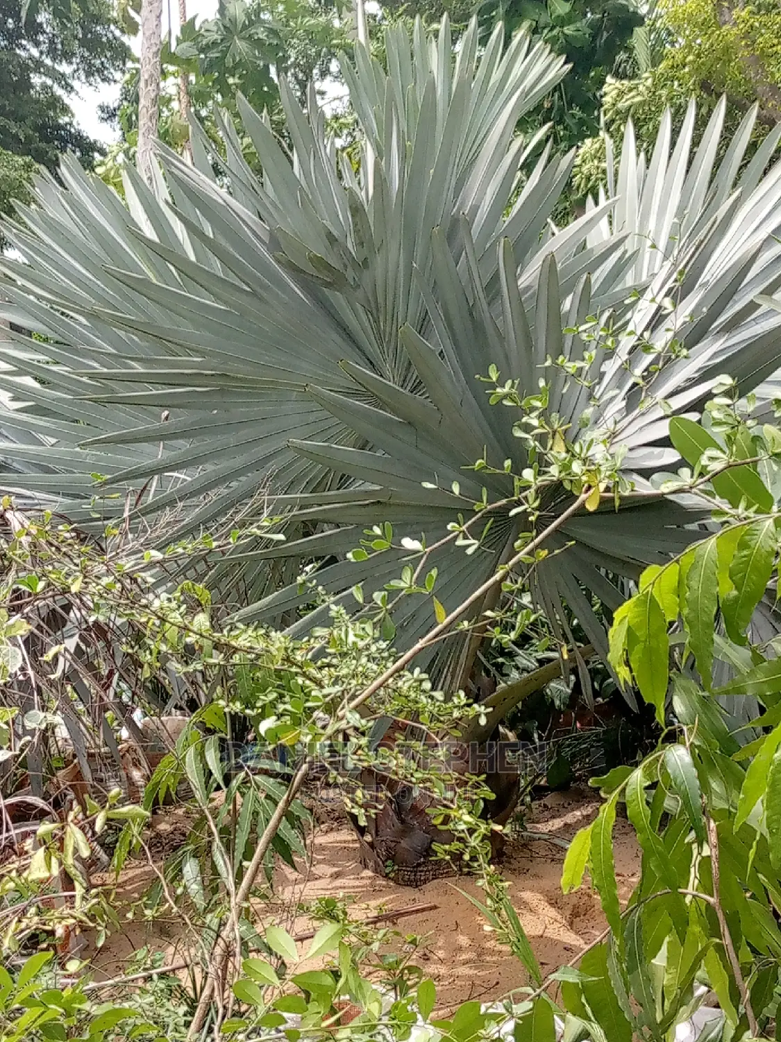 Mature BOTTLE PALM for Sell
