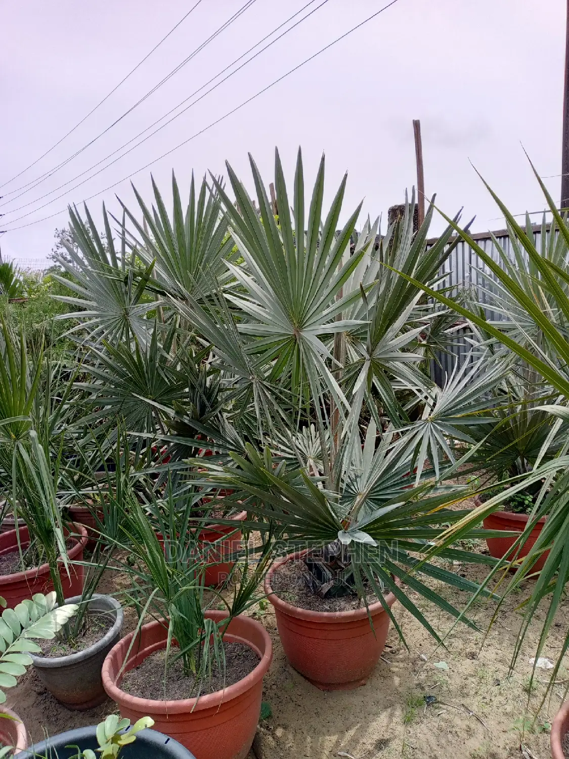 Silver Palm for Sale
