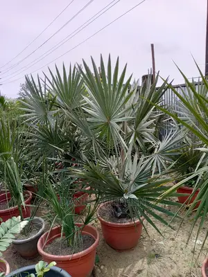 Silver Palm for Sale
