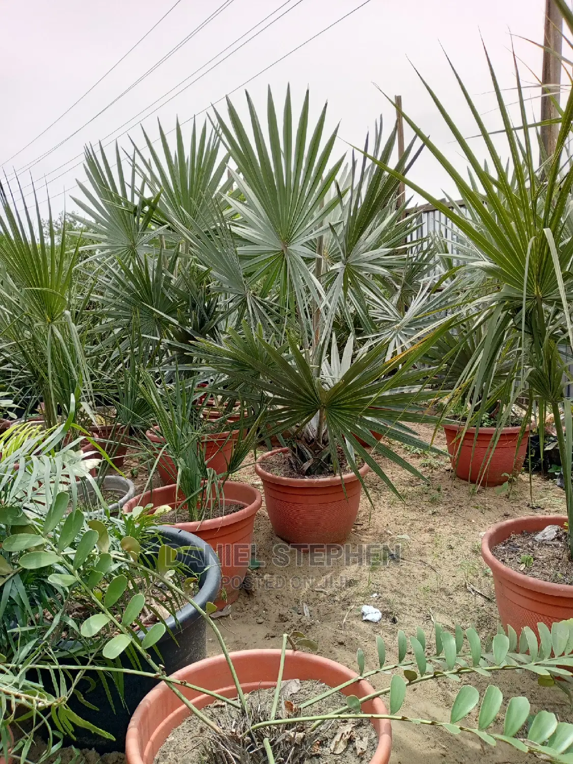 Silver Palm for Sale
