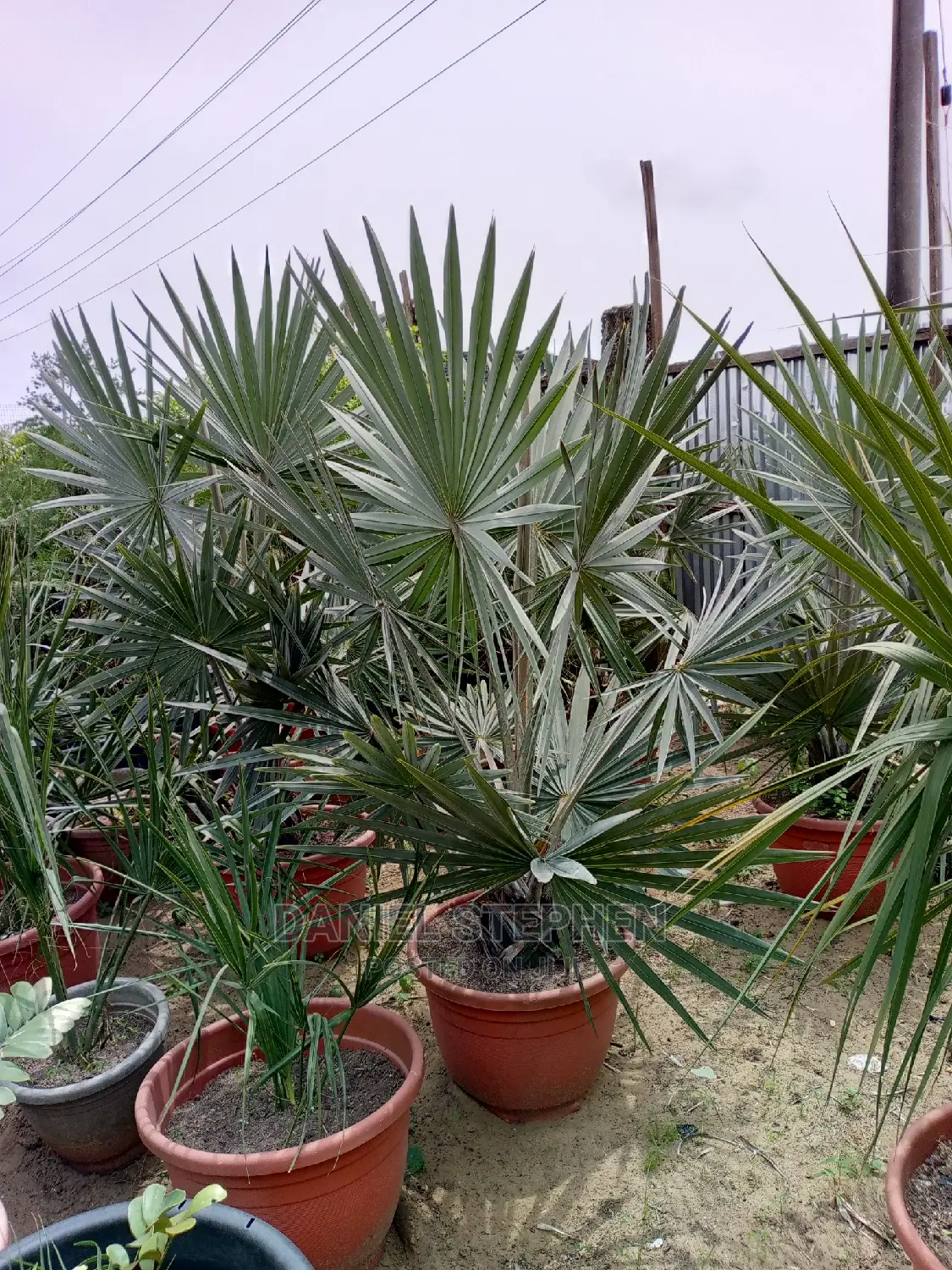 Silver Palm for Sale