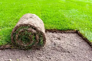 Virgin Lawn Grass for Transplanting