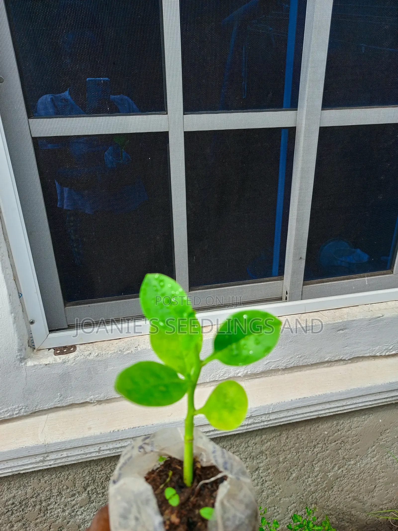 Herb Seedlings