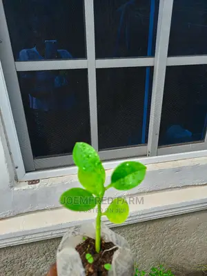 Herb Seedlings
