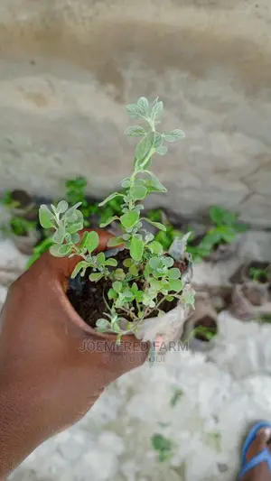 Herb Seedlings