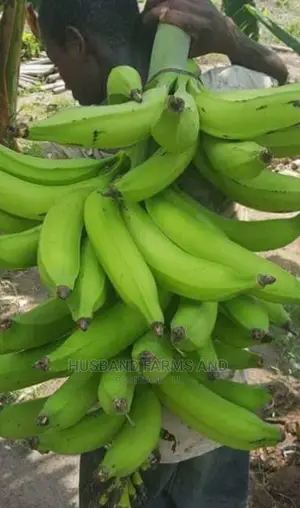 Hybrid (Elephant Giant) Plantain Suckers