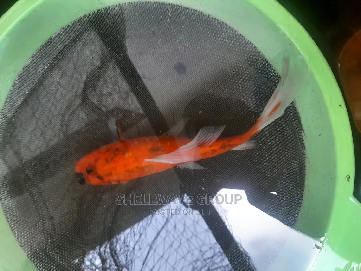 Imported Gold Fish