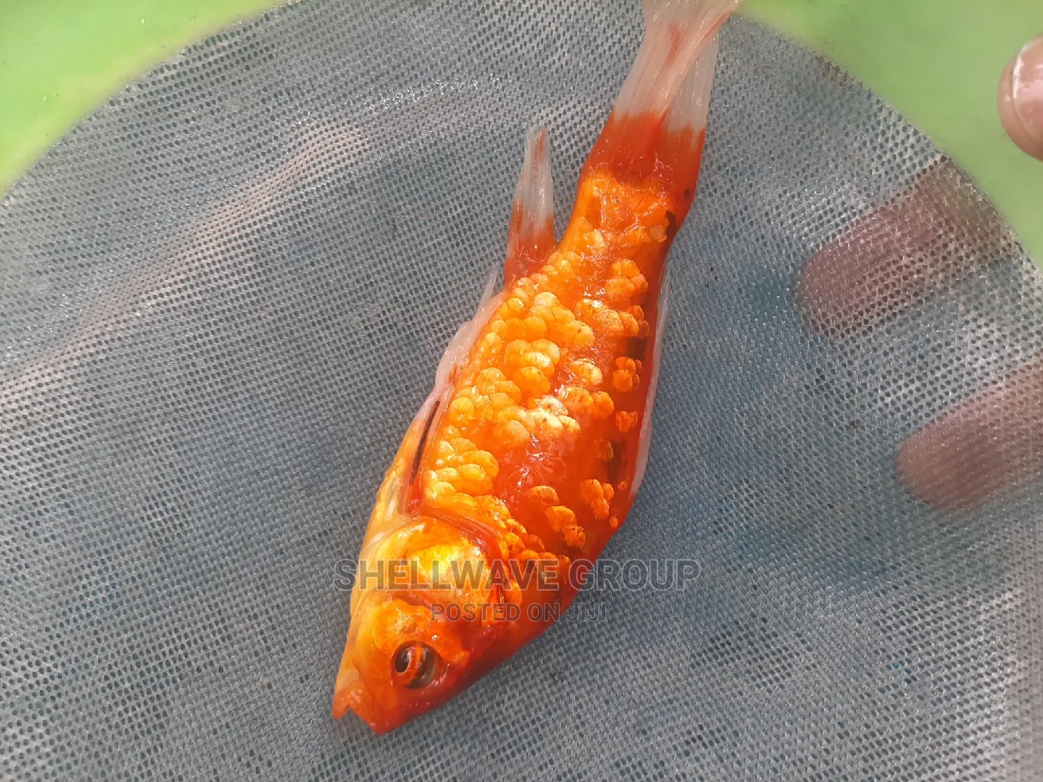 Imported Gold Fish