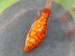 Imported Gold Fish