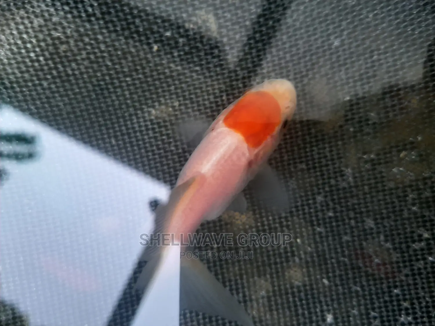 Fancytail Gold Fish
