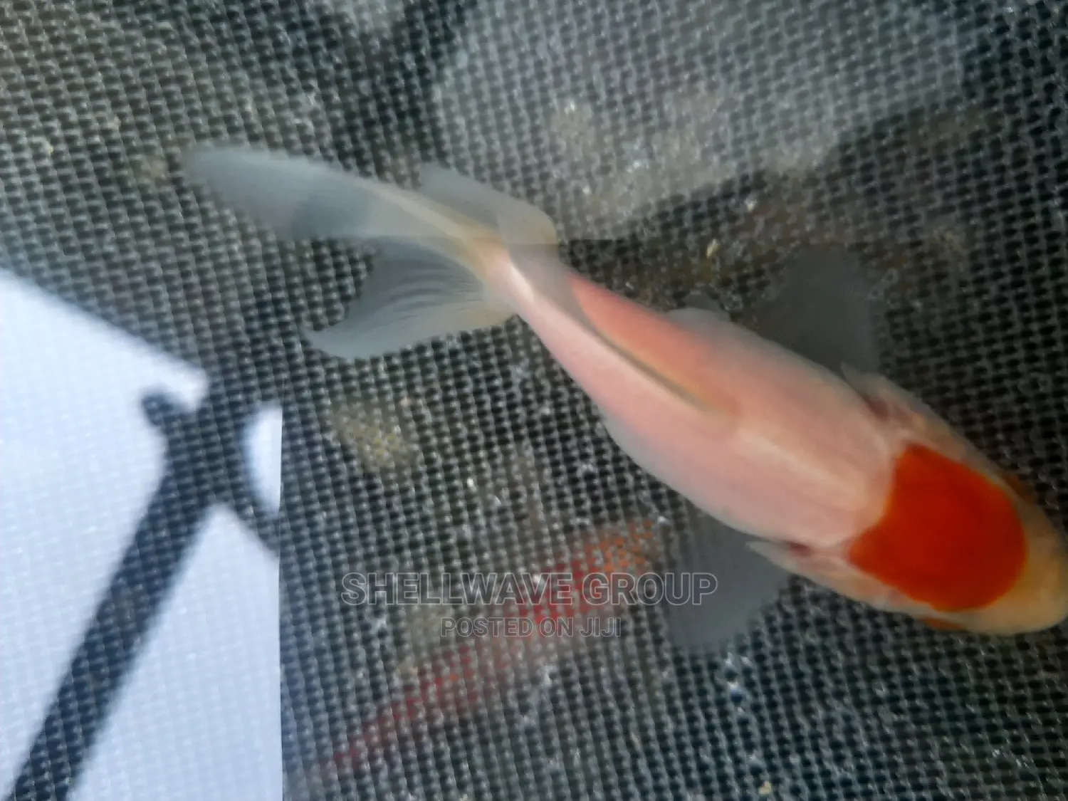 Fancytail Gold Fish