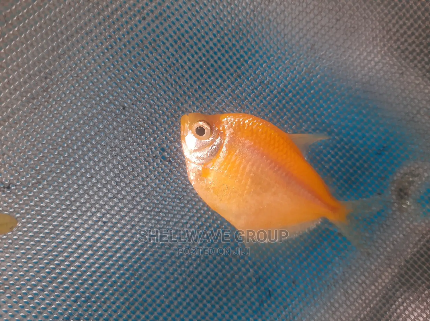 Glo Tetra Fish